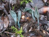 Microglossum olivaceum image