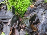 Microglossum olivaceum image