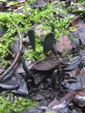 Microglossum olivaceum image