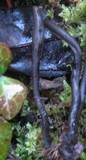 Geoglossum atropurpureum image