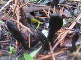 Geoglossum barlae image