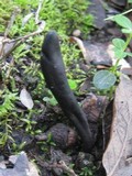Geoglossum cookeanum image
