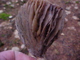 Gomphidius smithii image