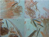 Geoglossum cookeanum image
