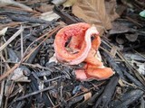 Clathrus columnatus image
