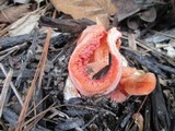 Clathrus columnatus image