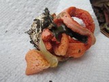 Clathrus columnatus image