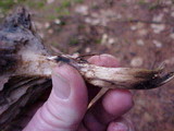 Gomphidius smithii image
