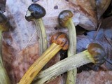 Elaphocordyceps longisegmentis image