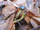 Elaphocordyceps longisegmentis image