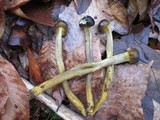 Elaphocordyceps longisegmentis image