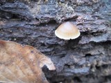 Mycena galericulata image
