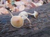 Mycena galericulata image
