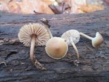 Mycena galericulata image