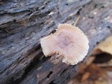 Mycena galericulata image