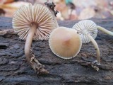 Mycena galericulata image