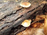 Mycena galericulata image