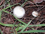 Inocybe geophylla image