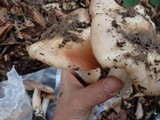 Entoloma subsaundersii image