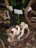Entoloma subsaundersii image