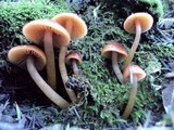 Hygrocybe psittacina var. perplexa image