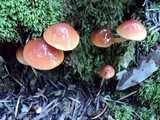 Hygrocybe psittacina var. perplexa image
