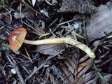 Hygrocybe psittacina var. perplexa image
