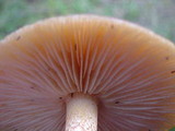 Tricholomopsis rutilans image