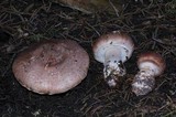Agaricus brunneofibrillosus image