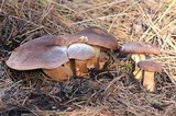 Tricholoma imbricatum image