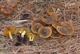 Cortinarius thiersii image