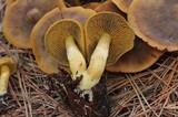 Cortinarius thiersii image