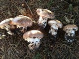 Agaricus lilaceps image