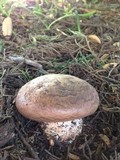 Agaricus lilaceps image