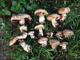 Agaricus lilaceps image