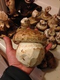 Agaricus lilaceps image