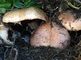 Agaricus lilaceps image