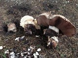 Agaricus lilaceps image
