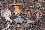 Agaricus agrinferus image