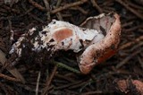 Agaricus agrinferus image