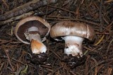 Agaricus agrinferus image