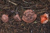 Agaricus agrinferus image