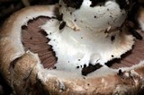 Agaricus agrinferus image