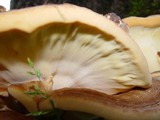 Meripilus giganteus image