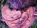 Meripilus giganteus image