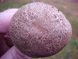 Boletus chrysenteron image