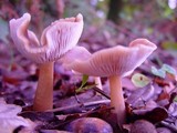 Rhodocollybia butyracea image