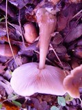 Rhodocollybia butyracea image