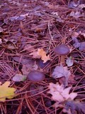 Rhodocollybia butyracea image