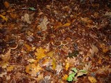 Rhodocollybia butyracea image